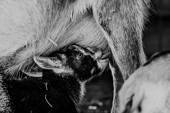 591A9606-Edit-2-2