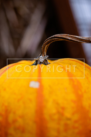591A2184-Edit-85