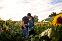 Pressler Sunflower Session
